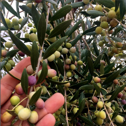 Arbequina Olives